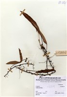 藏品(Cylapharus)的圖片